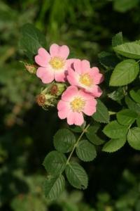 Sweet Briar Rose, Rosa Rubiginosa
